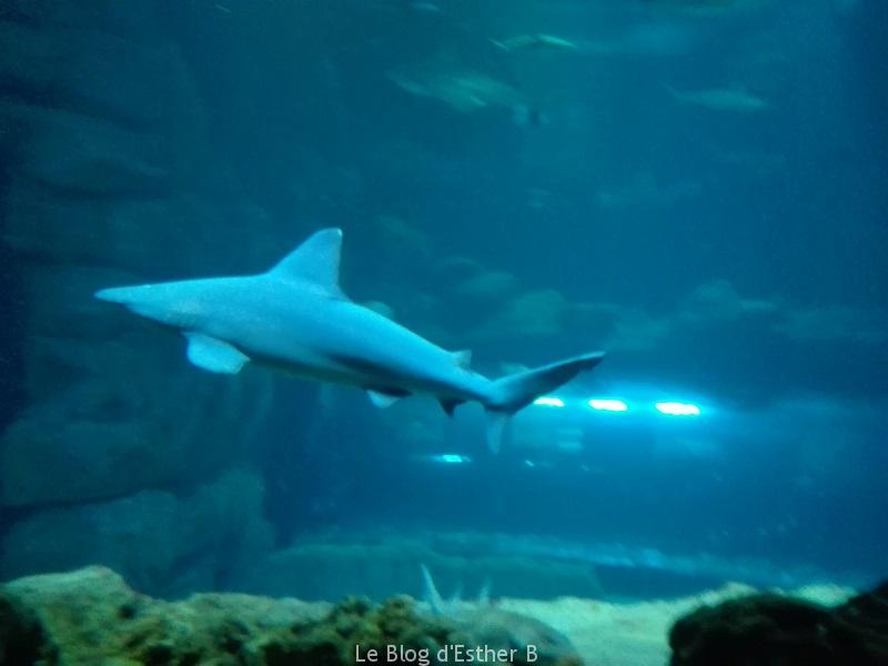 aquarium_de_paris_requin